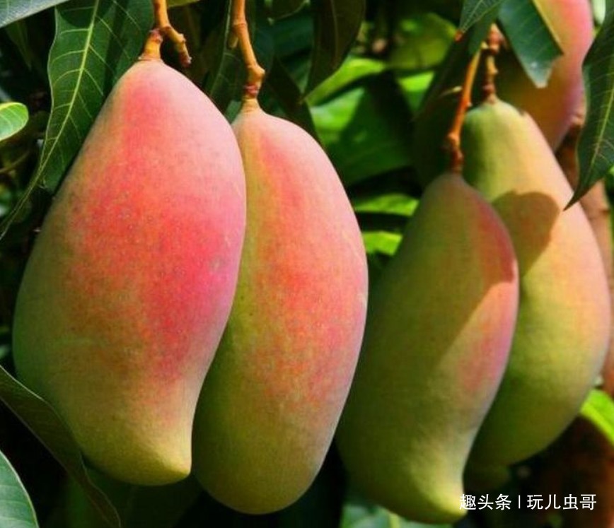 干旱|芒果香甜可口，杀菌润肤，掌握三点，种出优质美味反季节芒果来！