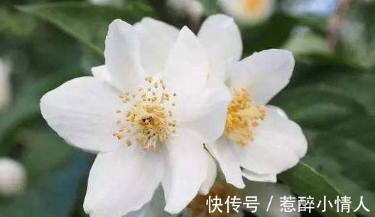 茉莉花|4种花是懒人的最爱,有阳光就爆盆,年年开花美翻