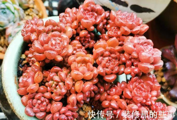 没有颗粒的多肉土易板结，而盆土板结又会对多肉造成3种不利影响