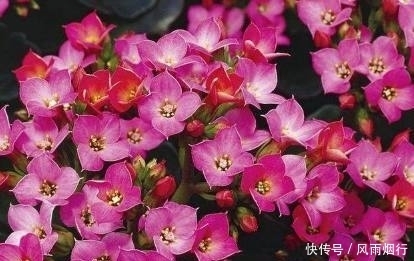 阳台上|这5种花最适合新手养,花期长、好养活!再懒的人都能养爆盆!