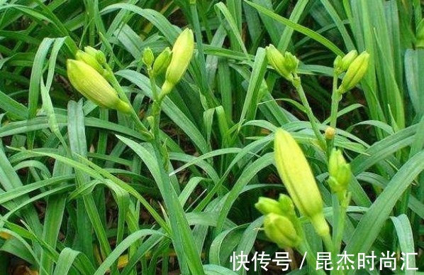 株丛|黄花菜降低血压、润肤抗衰,农民只需掌握四点,收获高产的黄花菜