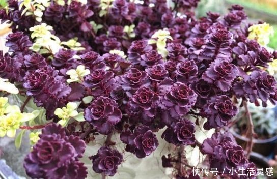 令人陶醉的小球玫瑰,不得不说小球玫瑰的爆盆能力太强!