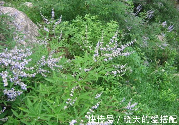 黄金|乡村一野草被人称为黄金，小时候砍当柴烧，却不知药用价值高