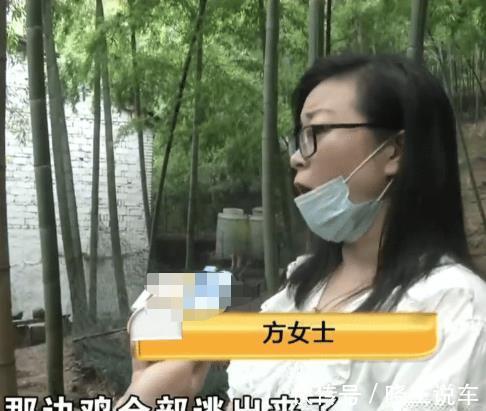 赚钱|眼红养殖场很赚钱，房东要涨7倍房租，被拒后放走1500只鸡