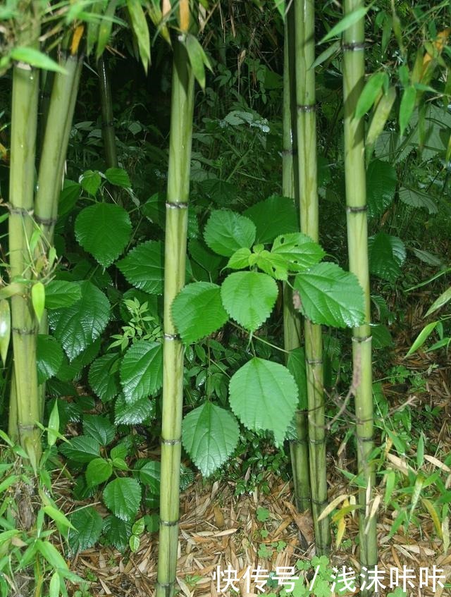 院子里种竹子好一朝种竹，十年挖根！
