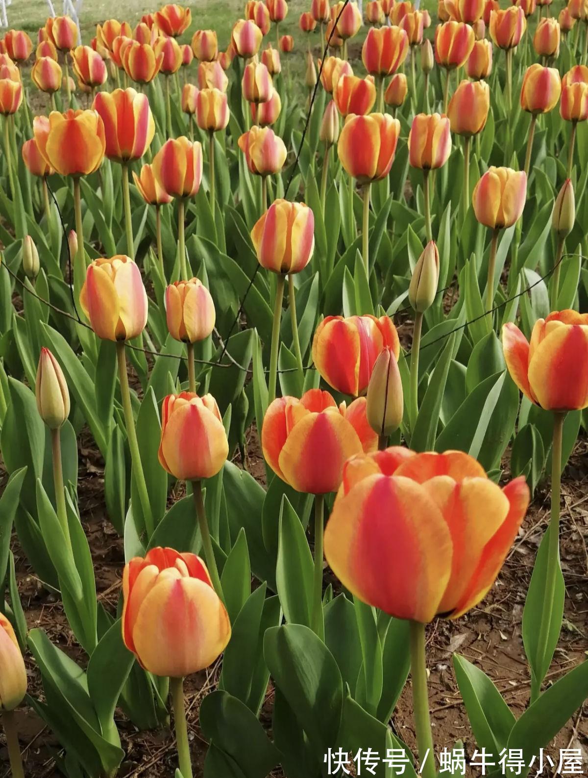 卧室|室内养花不能贪多，养得太多对身体不好，适量最重要