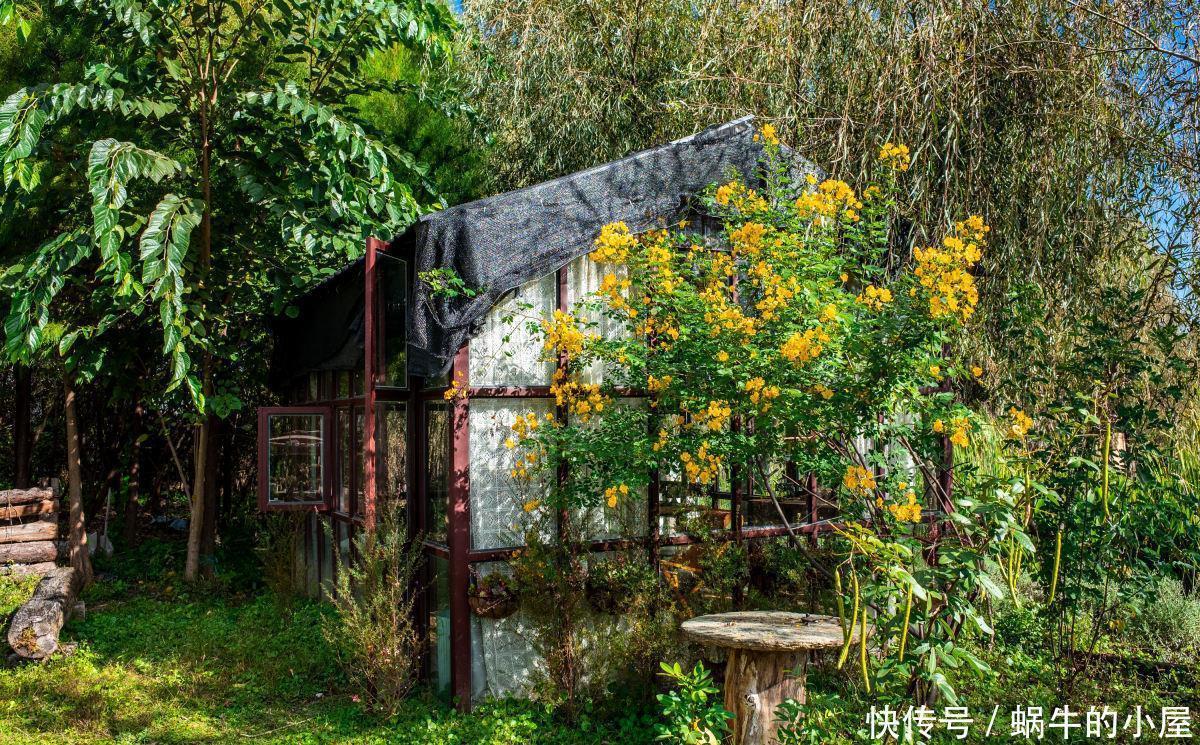 院子一半强光一般阴凉,那就养这6种花,喜阳耐阴好养活