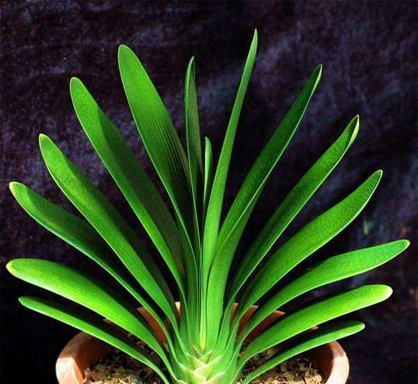 长寿花|入冬以后,君子兰、长寿花来点催花剂,花开多1倍,别忽视