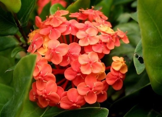 此款花卉，四季常开，繁花似锦，花朵清新高雅，花色迷人又艳丽