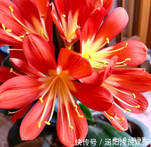 啤酒|君子兰2大“嗜好”,促进轻松“爆盆”,叶子油绿开花艳