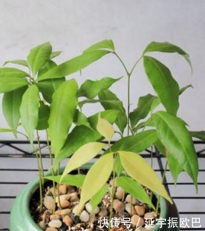 这3种水果盆栽，只需把果核扔花盆，1个月就能长成超美的盆栽