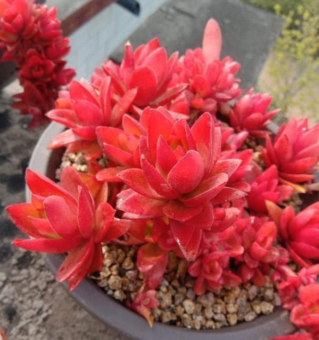  从小|养了5年多肉，从小白变成大神，这些经验送你了