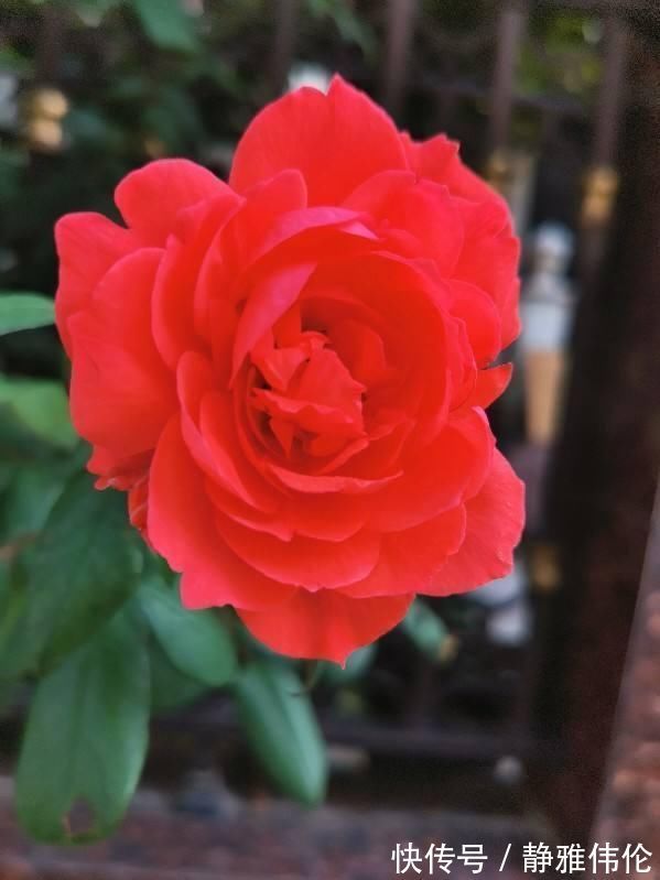 矿泉水瓶|8种花现在扦插，成活率超高，一周就生根