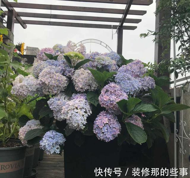 栀子花|夏天,这五种花多浇水,叶绿肥大,长势很良好