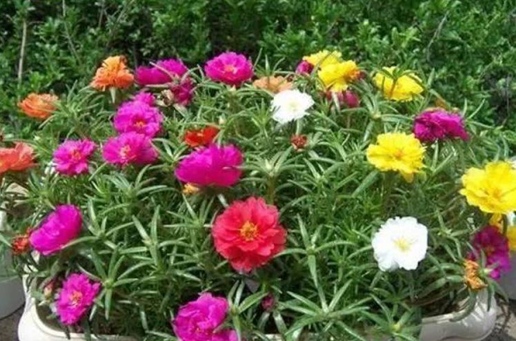 家里养太阳花,多修剪、多施肥,开花又多又漂亮!新手也能养好它