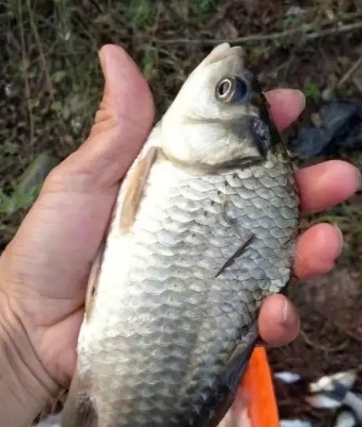 大板鲫在冬天其实很好钓,只需掌握几个关键点,到哪儿都能连竿