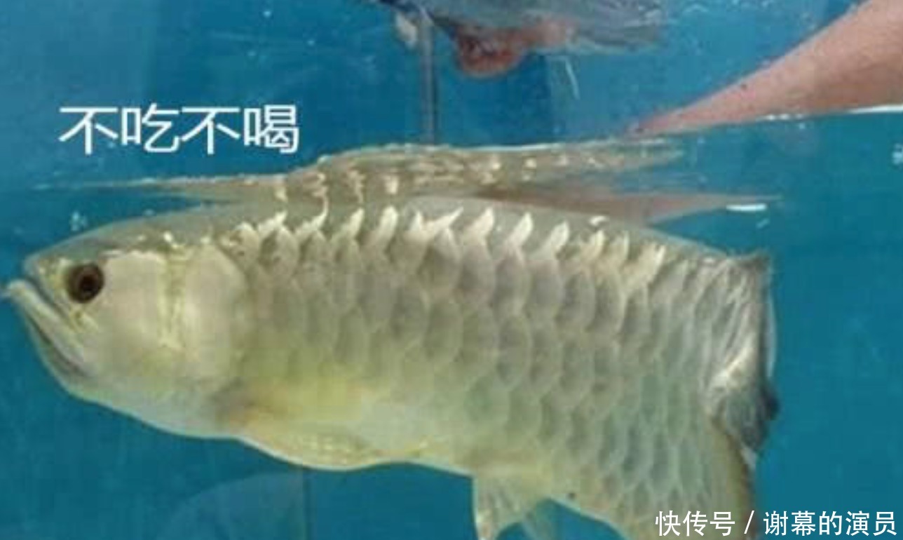 金龙鱼胡须向上翘咋回事 金龙鱼胡须向上翘咋回事