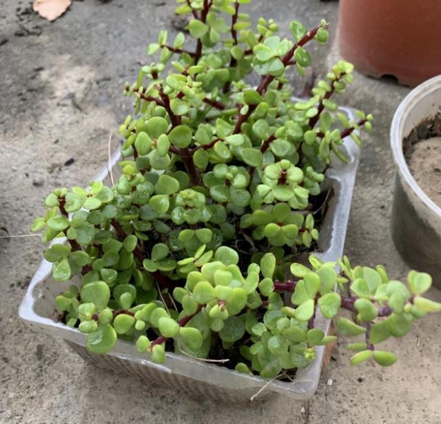 浇灌|淘米水浇花甭大意、随便!学会正确用法,养花才能盆盆长得旺