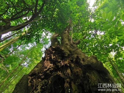 庐山保护区一棵400年女贞树受到保护