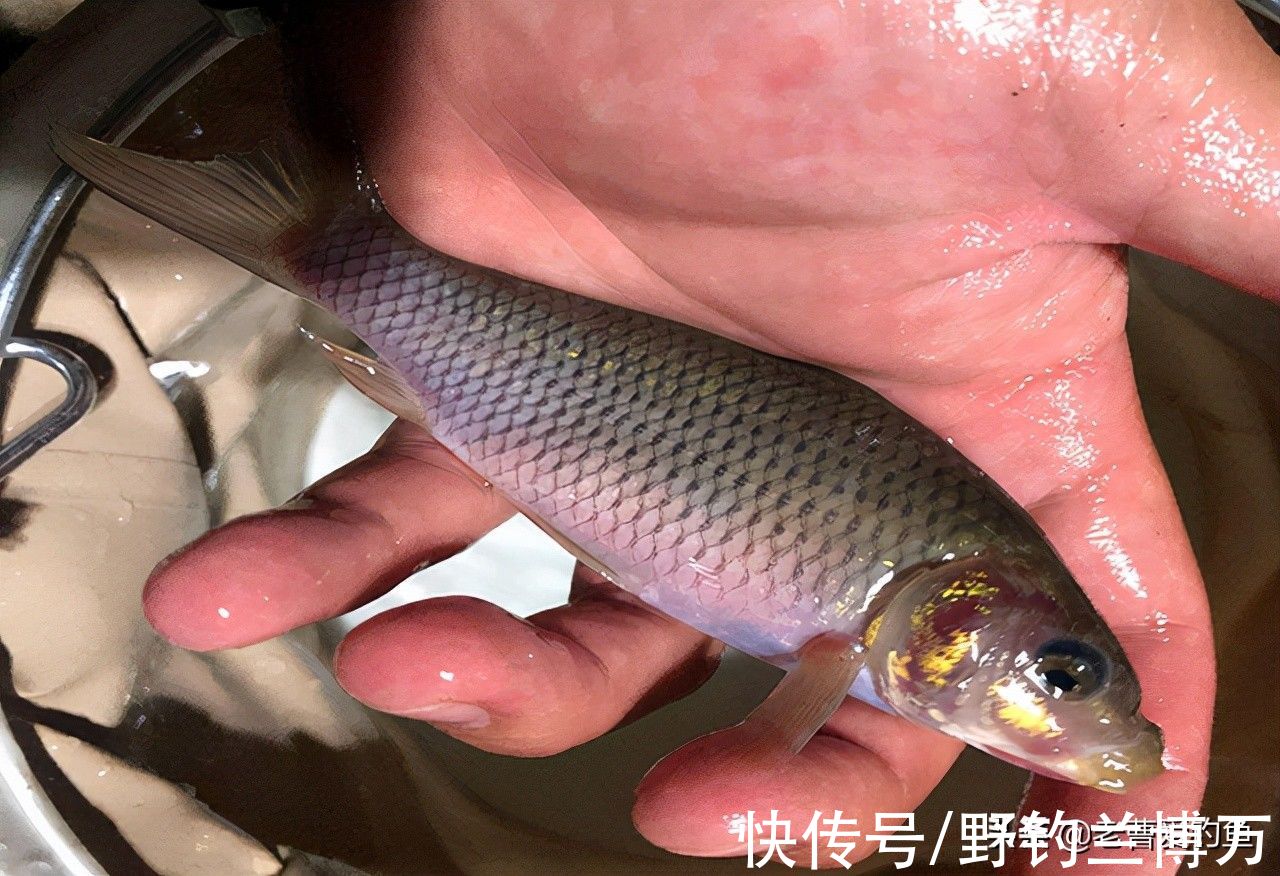 5种让钓友“闻风丧胆”的鱼，它们才是影响中鱼率的罪魁祸首