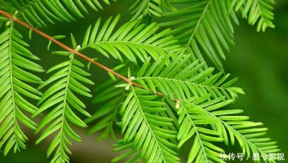 就没有采到样品,直到1943年的时候,研究人员才首次采集到了水杉的样本