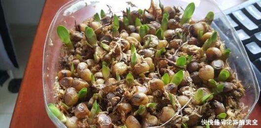 养君子兰用这个小妙招,开花多、新叶多、不夹箭,叶子绿的发光