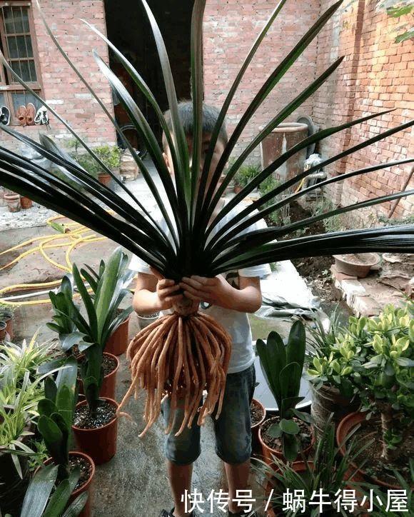 淘米水中加点“料”,成为“万能水”,养花浇一点,啥花都旺