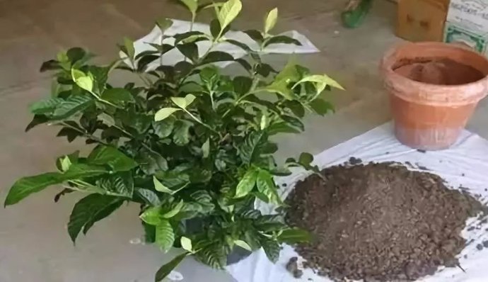 花草|养花不用买土,用这几样东西掺一块儿,种什么花草都旺