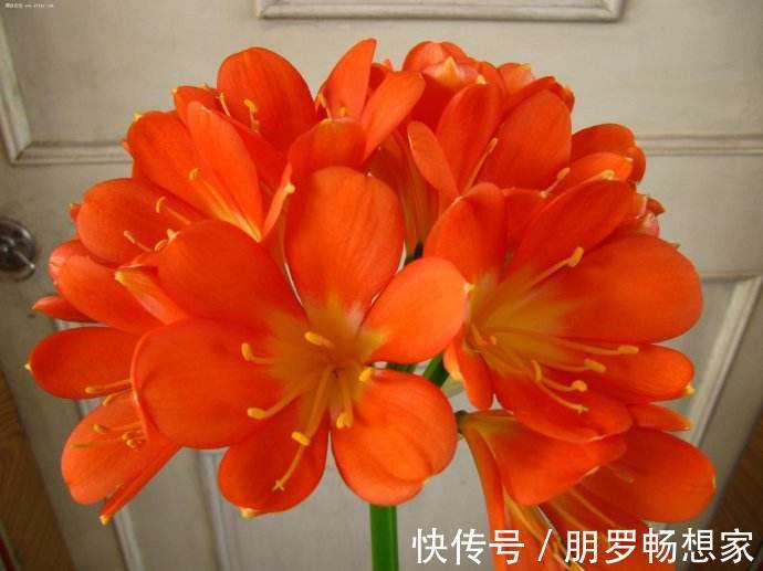 富裕家庭,这“3种花”会养在客厅,个个寓意好,胜过发财树