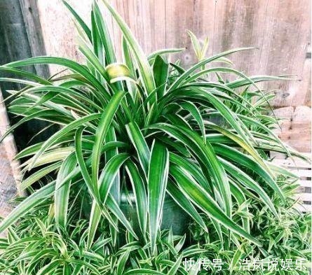 谁见了都喜欢的4种花,好养又漂亮,美不胜收,你养了吗