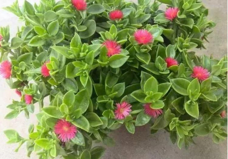 植株|家里不养绿萝吊兰,只养1种花,好养又漂亮,还能当菜吃