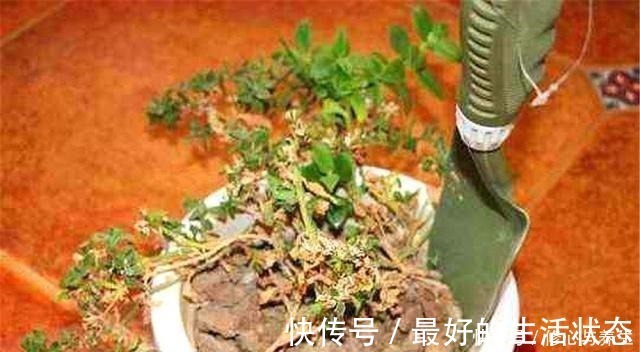 花卉|花盆土壤“硬如砖”，去公园捡“2宝贝”埋盆里，土壤松软白根壮！