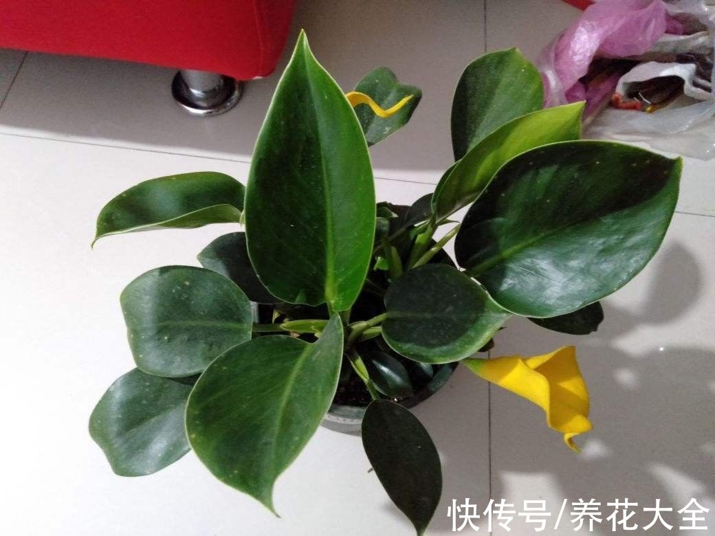 15种“阴性”花，家里没光适合养，光太强反而长不好