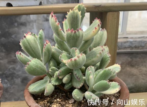 养多肉熊童子,不碰就掉叶子,你知道为什么,该怎么抢救吗