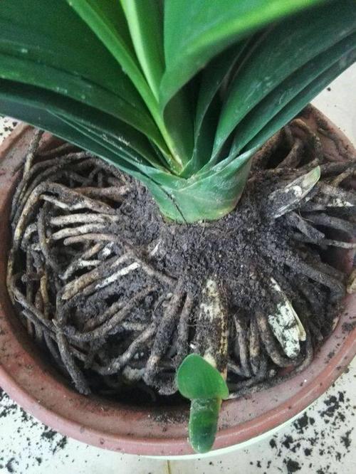 君子兰是“懒汉”，要懒养，不黄叶不烂根，年年开花多，美呆了