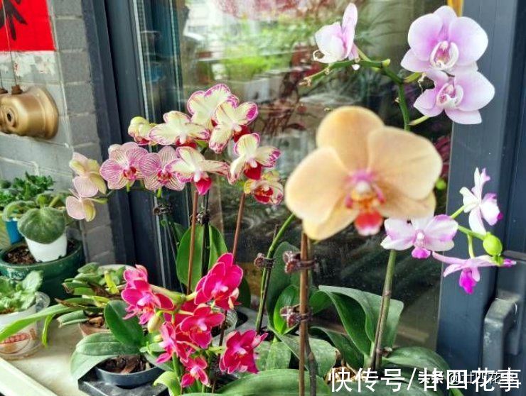 5种“一次性花”，开完花扔掉吧，浪费精力继续养，忒不划算