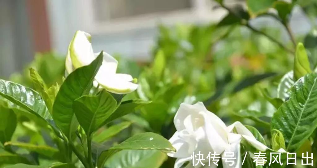 花苞|栀子花不开花,2个根源要明白,别踩雷,开花一茬又一茬