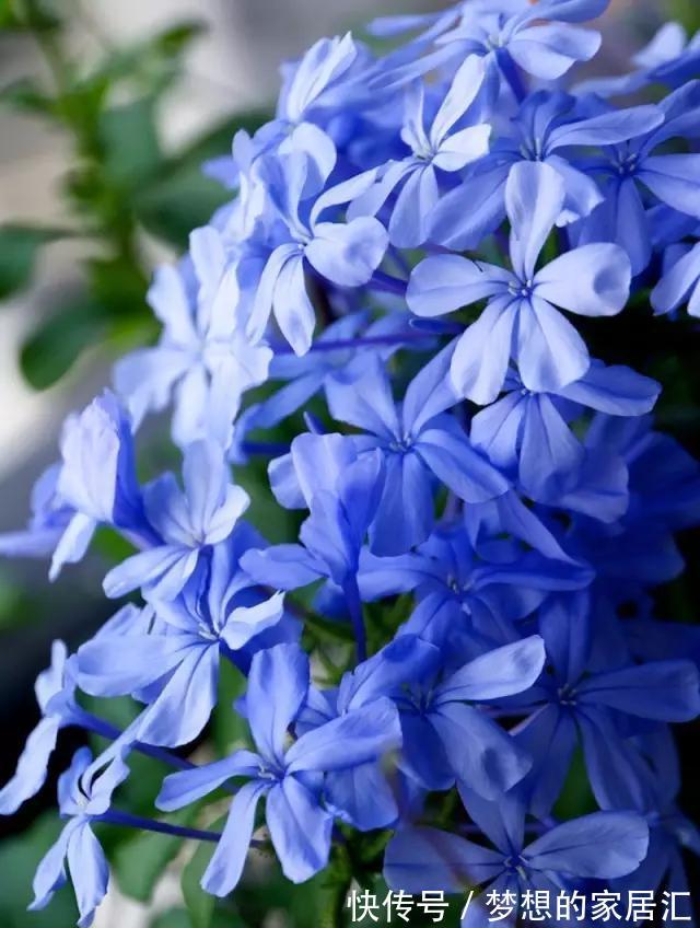 养护|最全蓝雪花养护指南,让蓝雪疯狂一夏