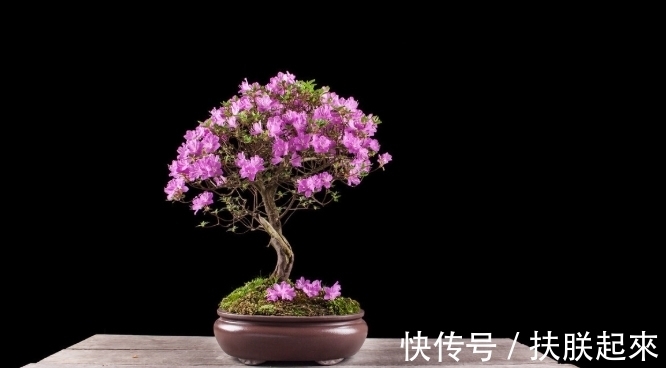 花盆|冬天盛开的8种花爱住“小房子”,花盆越大,越容易黄叶