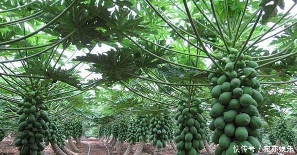 能补充营养和培养抗病能力的木瓜,农民们抓住三点不能全部吃的木瓜