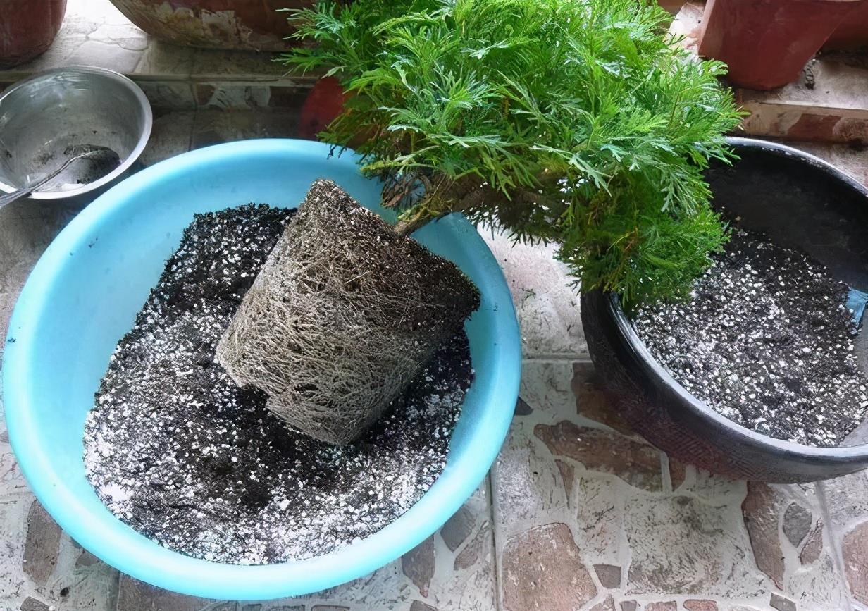 花盆儿|养花总不好?4个“胡乱闹”,看你占了几个,难怪养的差劲