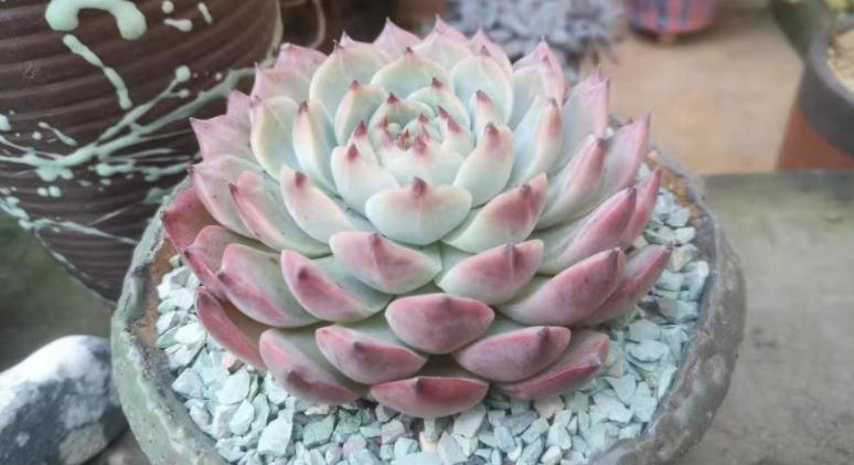 邻居小妹养多肉,少有烂根虫害问题发生,全赖这些地方把控严密