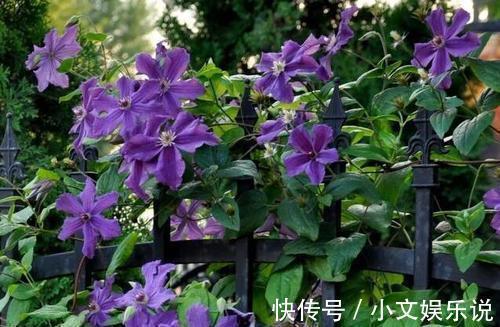 施肥|家里养了4种花，夏天也别忘了施肥，不然花香淡开花少