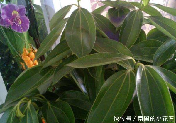 4种花有灵性,平时难开花,一有好事就开花,养过的人都说好