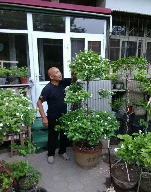 茉莉狠心剪几刀，呼呼窜成3层塔，开花满树香味足
