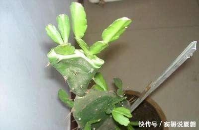 蟹爪兰|蟹爪兰嫁接仙人掌有什么好处，嫁接时需要注意什么