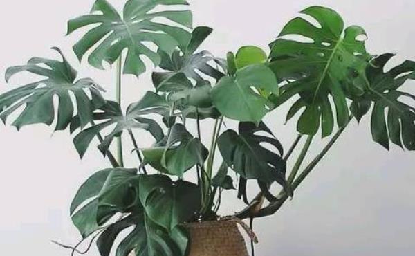 养花试试这几款，花谢之后将残花摘掉，避免它结出种子