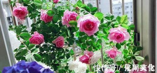 没人要的小东西,可是养花宝贝,捡一点掺盆里,全年不用施肥!