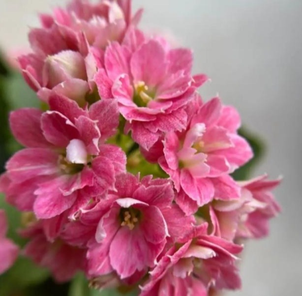 75个长寿花品种,一个比一个美,一起来认识一下吧!