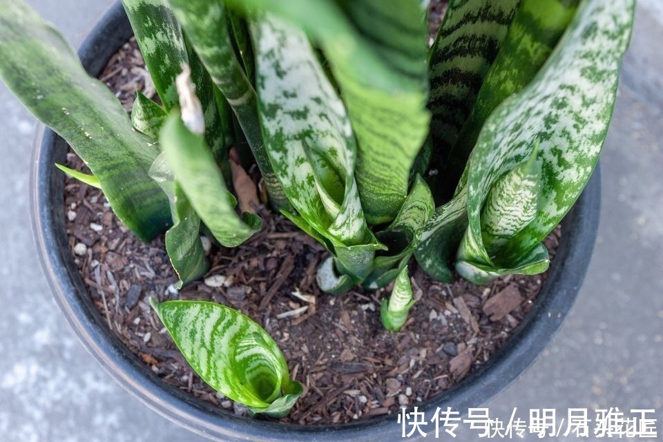 沙漠玫瑰|进入深秋,4种花要“旱着养”,水浇多了就烂根,真是帮倒忙